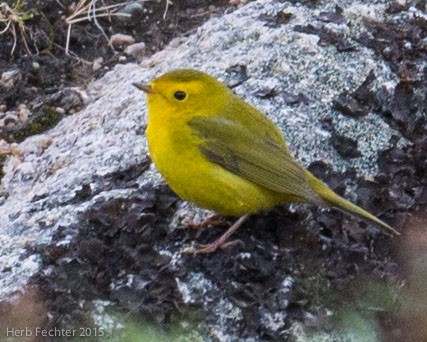 Wilson's Warbler - ML638194699
