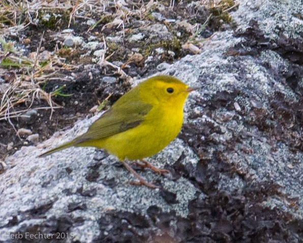 Wilson's Warbler - ML638194700