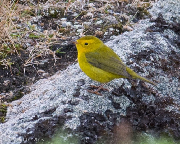 Wilson's Warbler - ML638194701