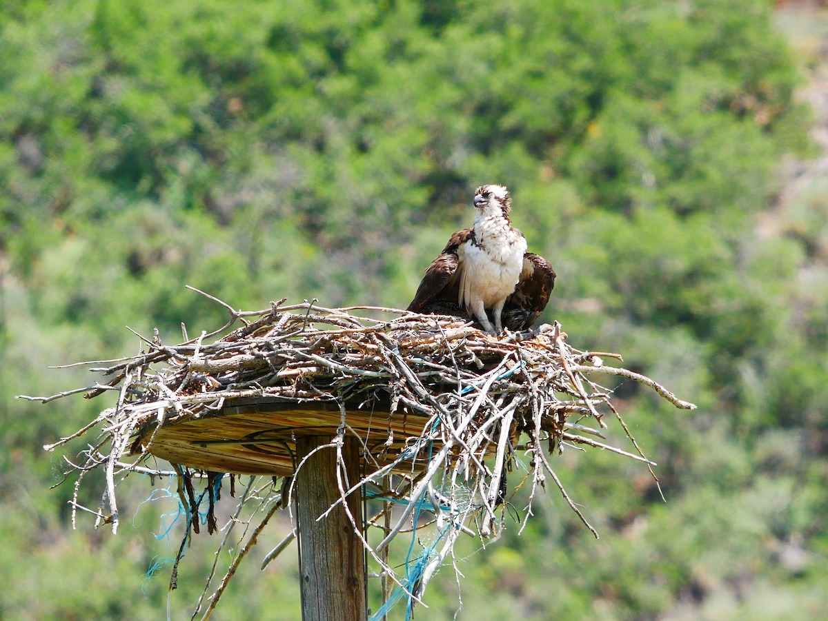 Osprey - ML638194707