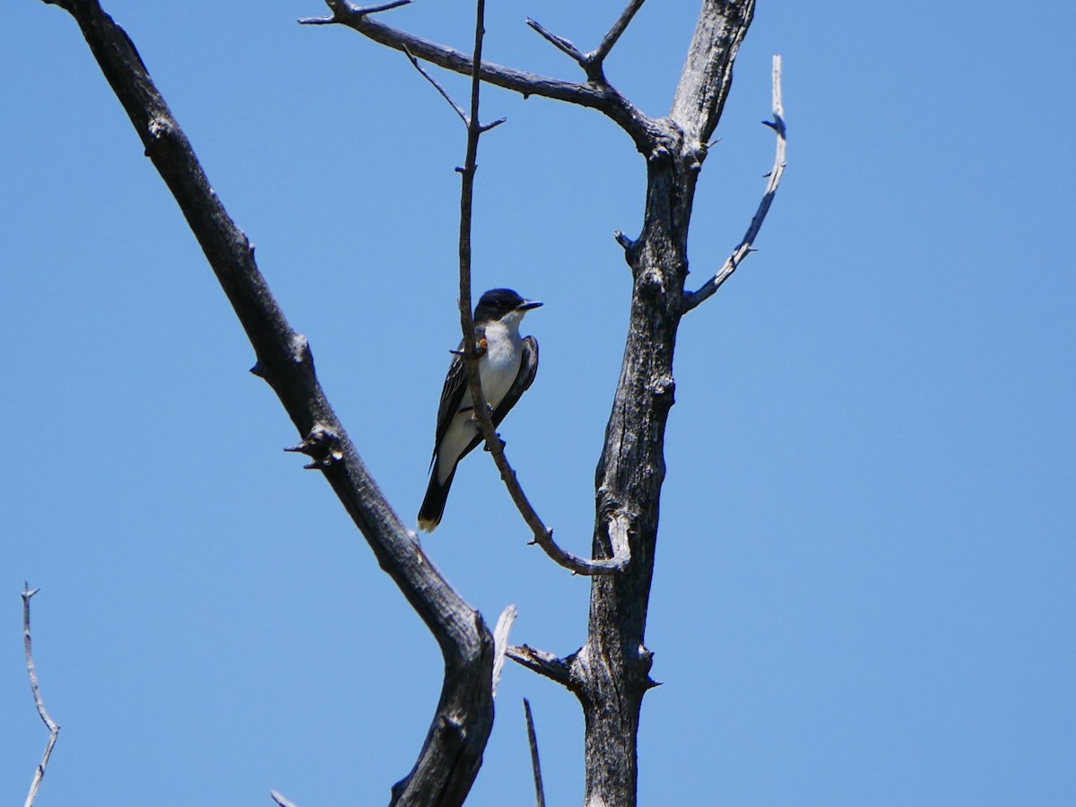 Eastern Kingbird - ML638194737