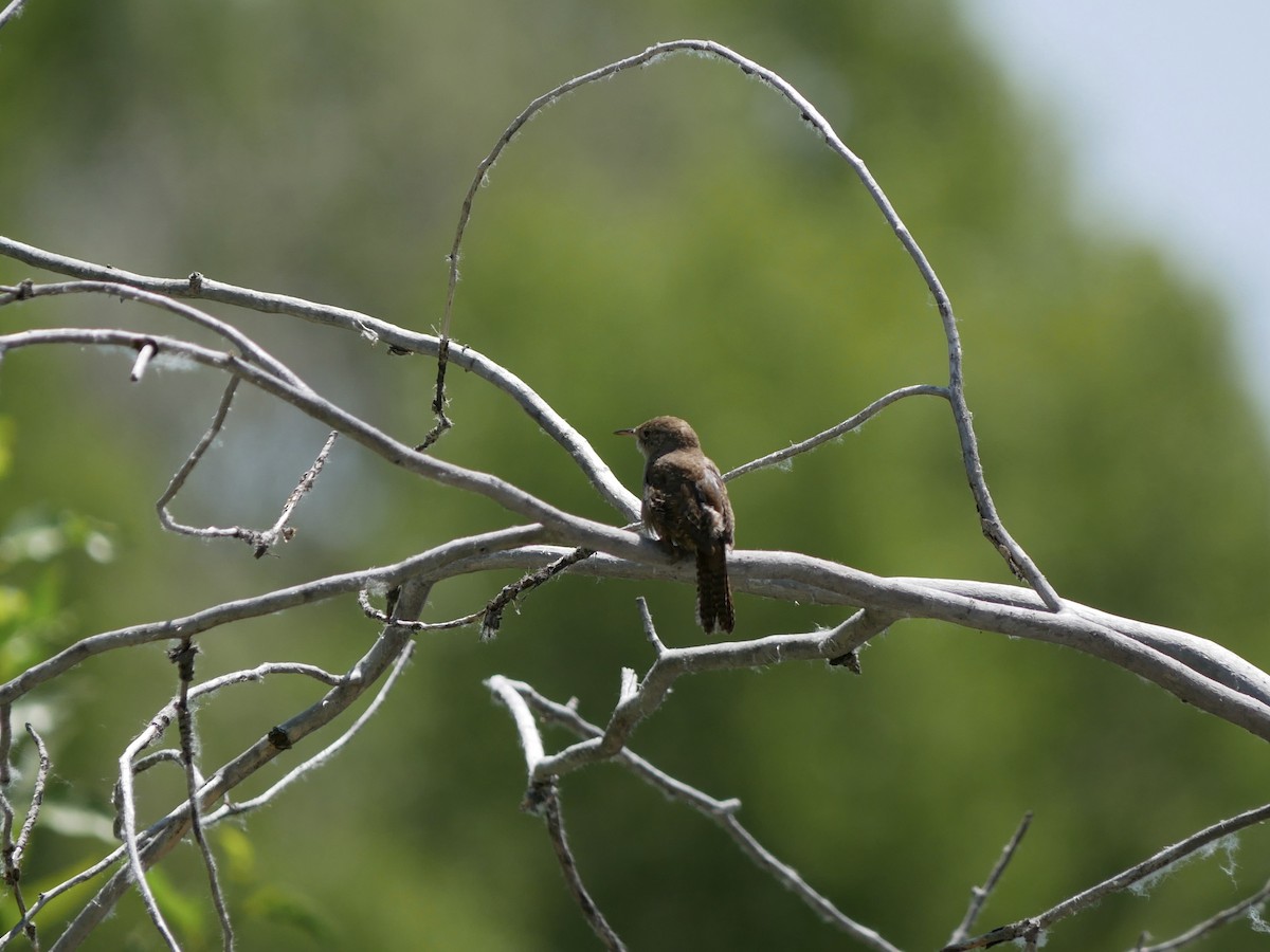 Northern House Wren - ML638194741