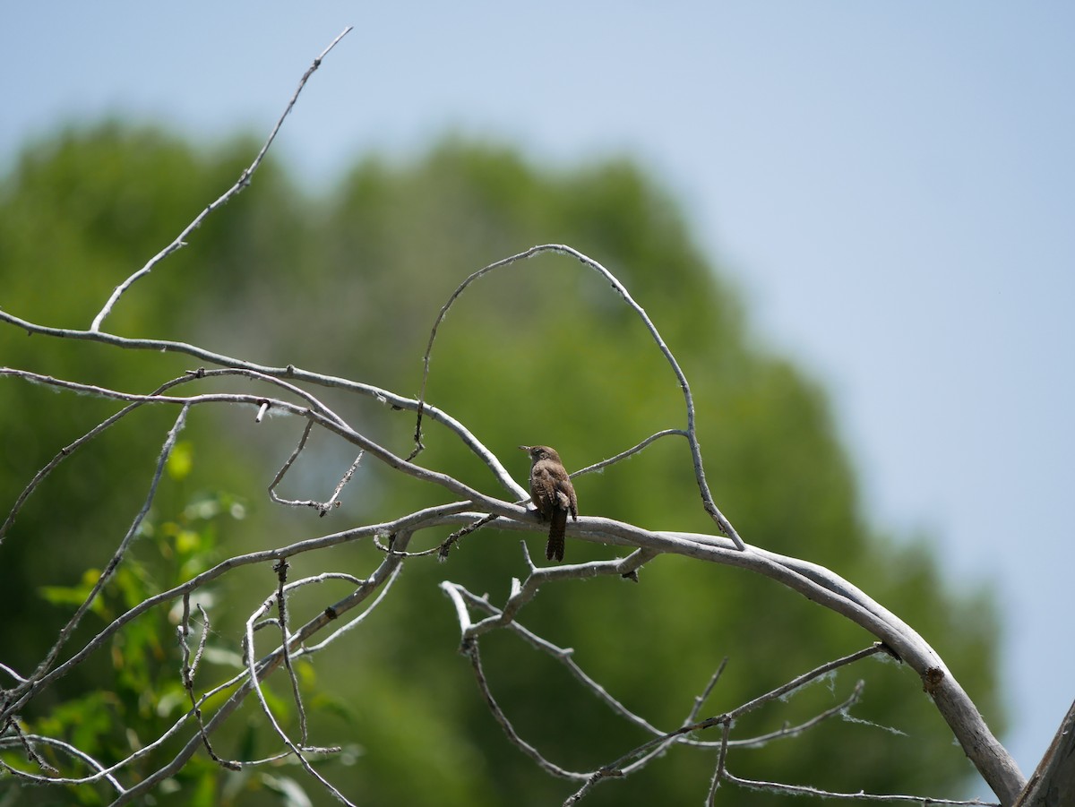 Northern House Wren - ML638194743