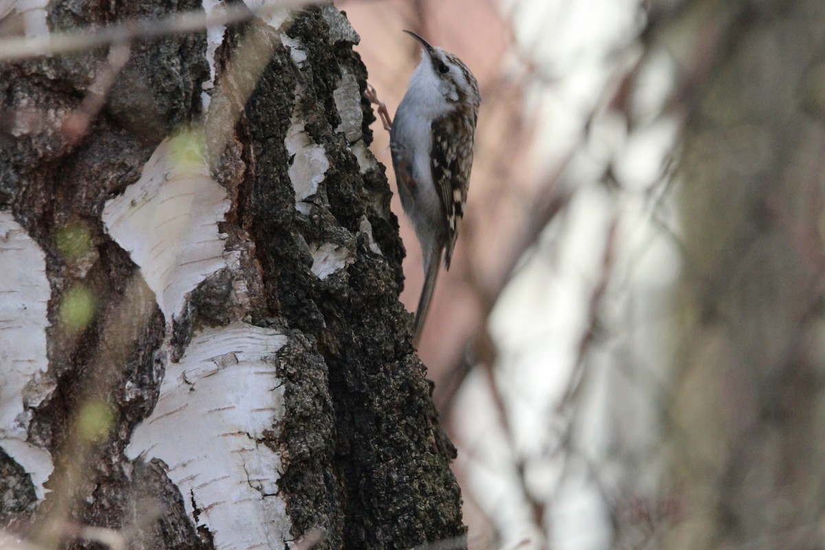 Short-toed Treecreeper - ML638194752
