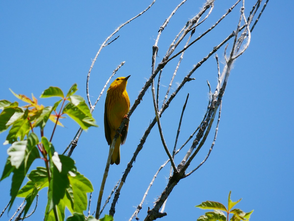 Yellow Warbler - ML638194755