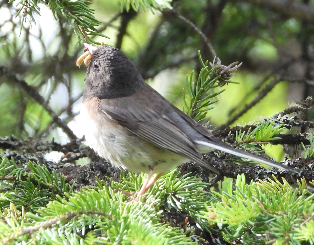 Junco ardoisé - ML638194760