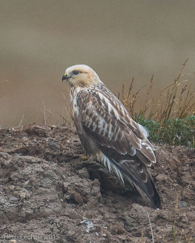Rough-legged Hawk - ML638194790