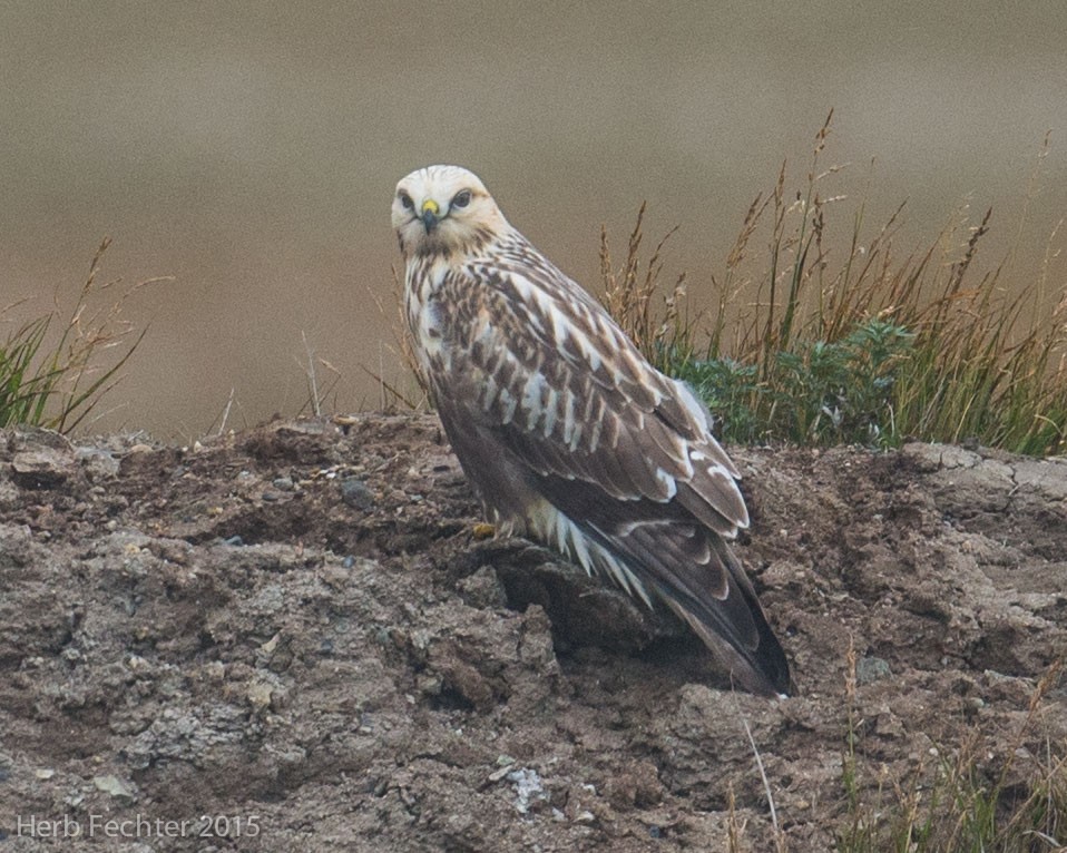 Rough-legged Hawk - ML638194791