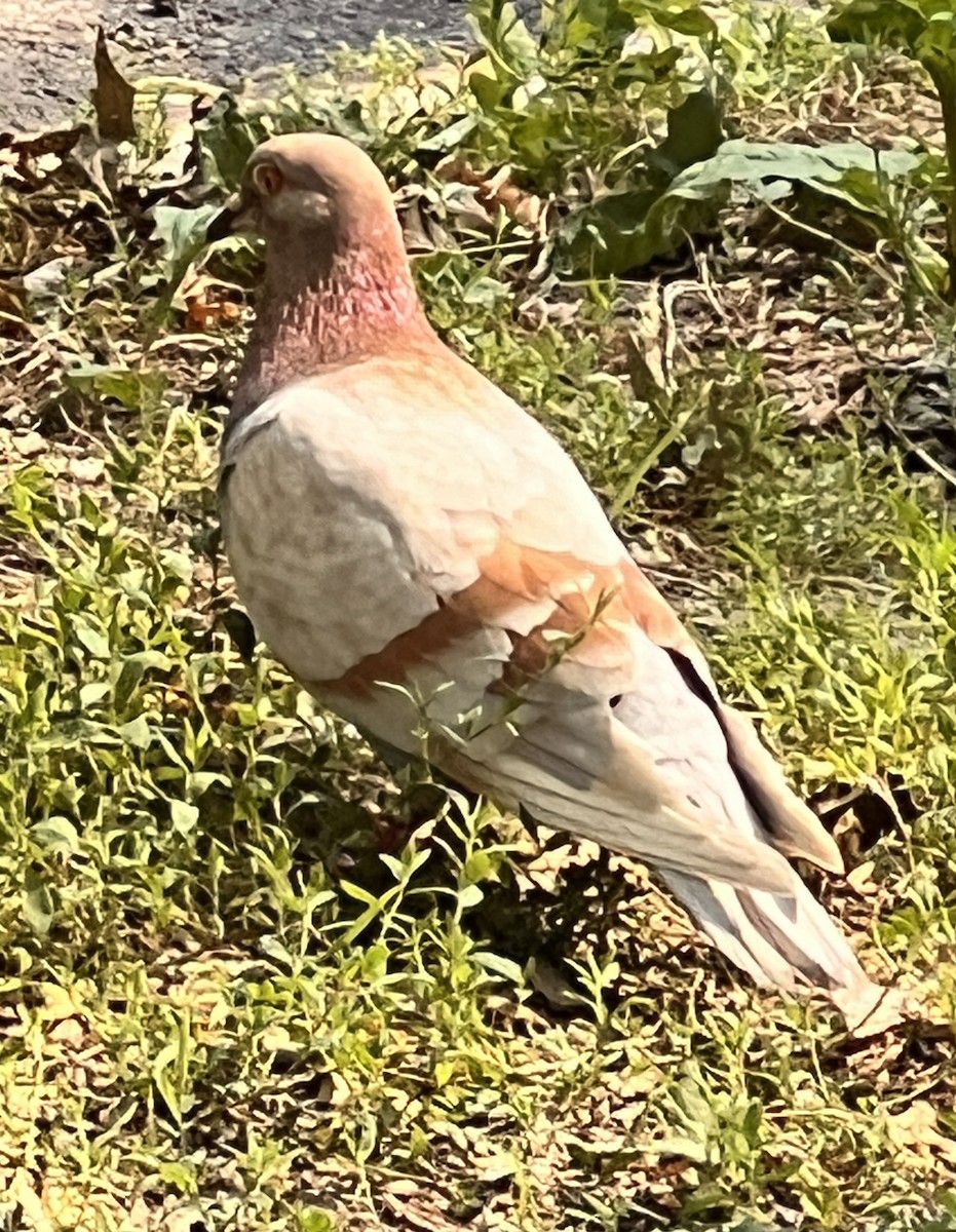 Rock Pigeon (Feral Pigeon) - ML638194809