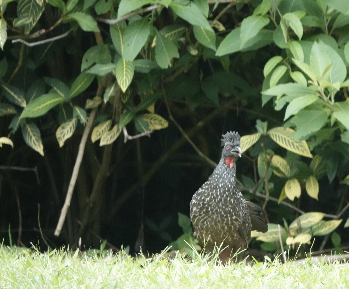 Dusky-legged Guan - ML638194819