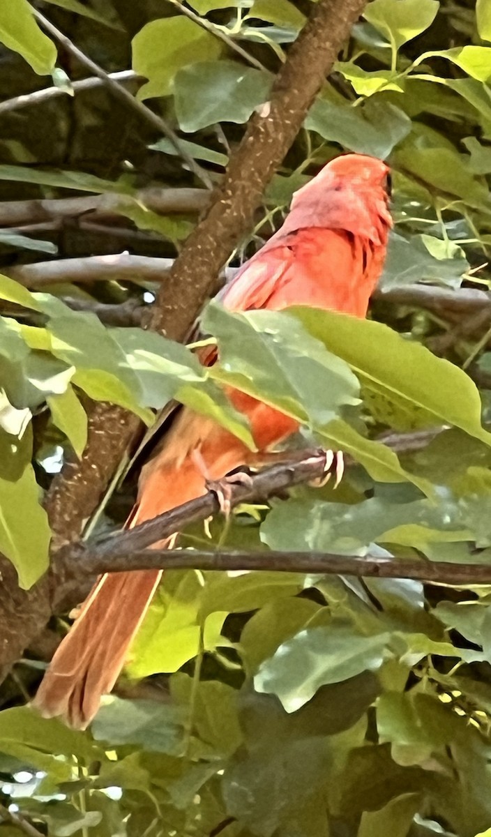 Northern Cardinal - ML638194820