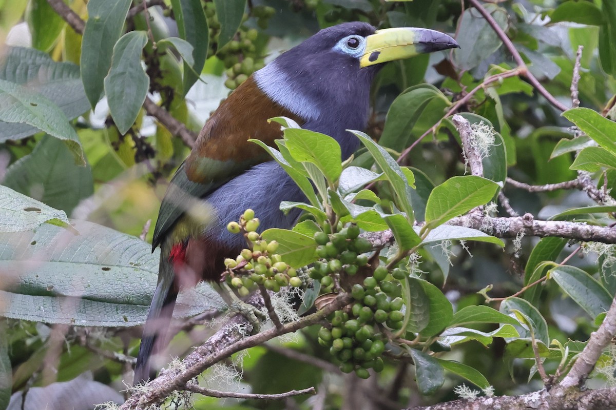 Hooded Mountain-Toucan - ML638194822