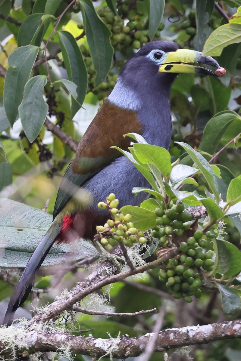 Hooded Mountain-Toucan - ML638194839