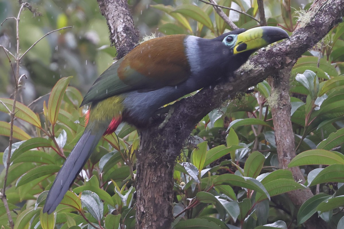 Hooded Mountain-Toucan - ML638194841