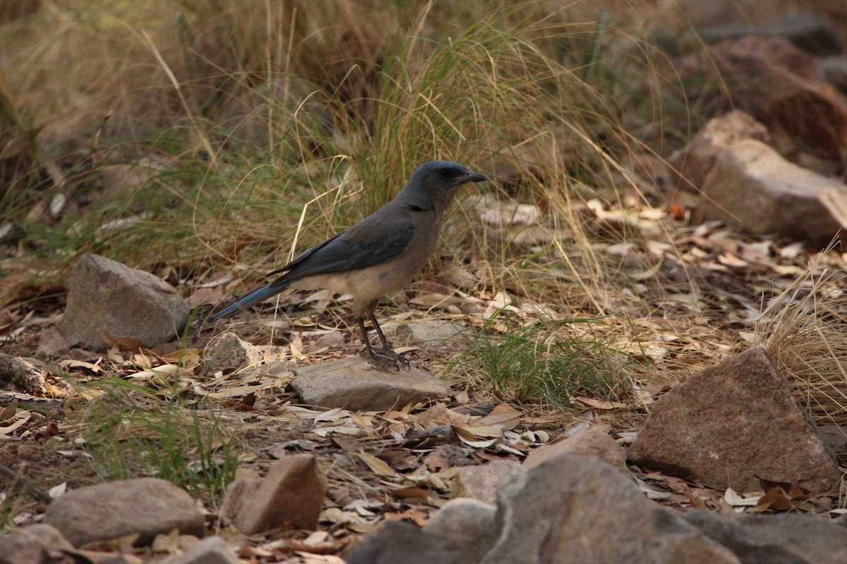 Mexican Jay (Arizona) - ML638194849