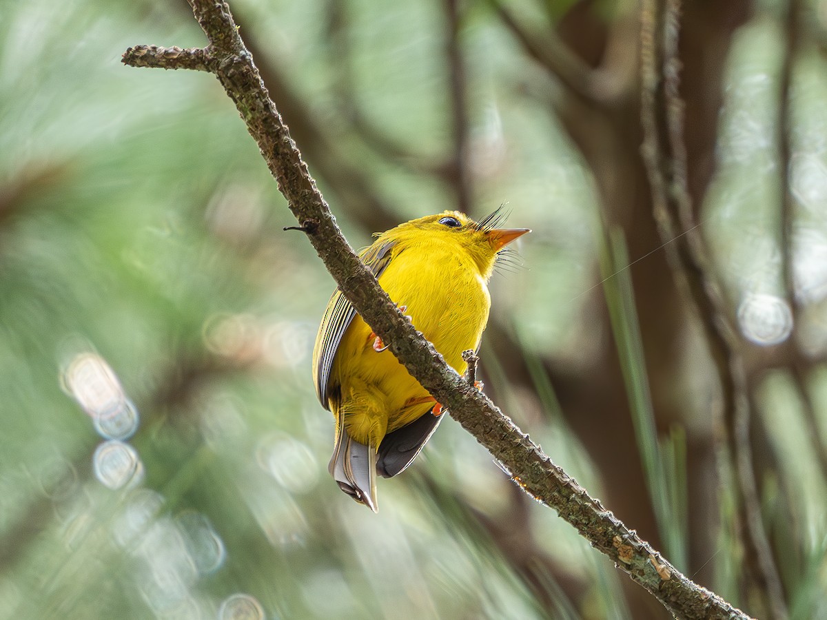 Citrine Canary-Flycatcher - ML638194856