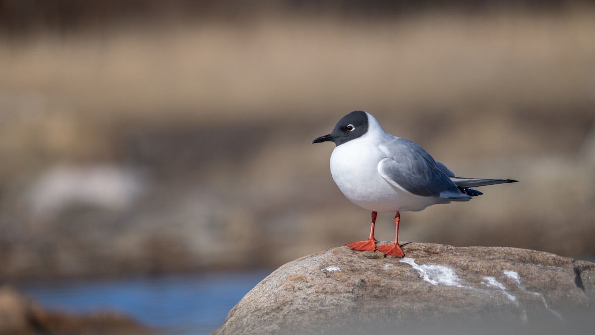 Bonaparte's Gull - ML638194859