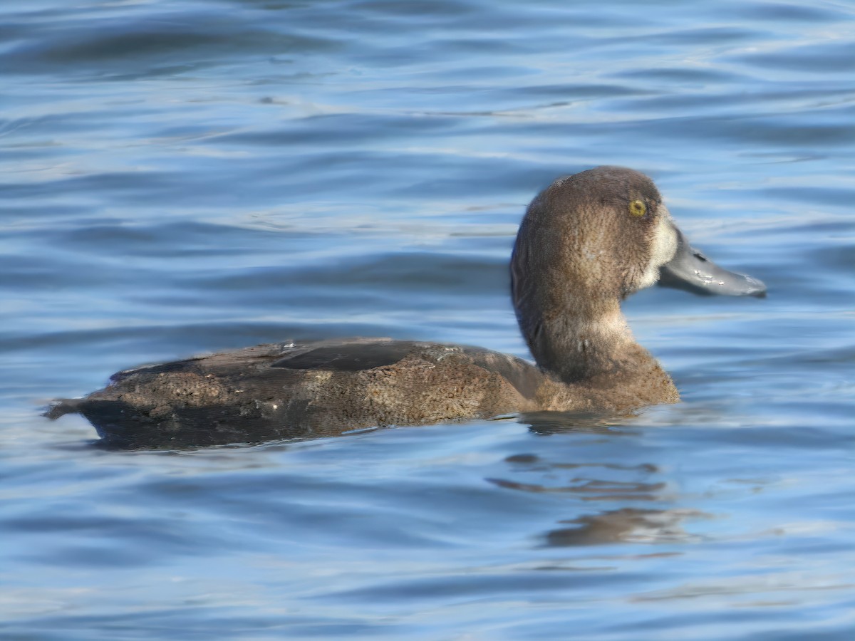 Greater Scaup - ML638194868