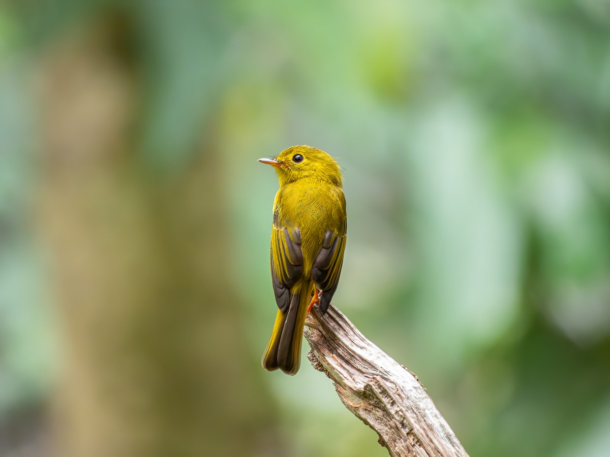Citrine Canary-Flycatcher - ML638194870