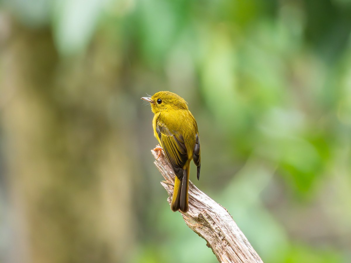 Citrine Canary-Flycatcher - ML638194871