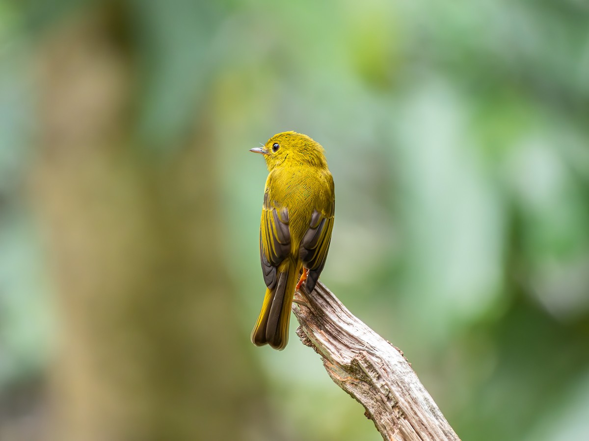 Citrine Canary-Flycatcher - ML638194872