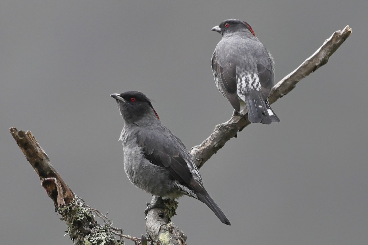 Red-crested Cotinga - ML638194900