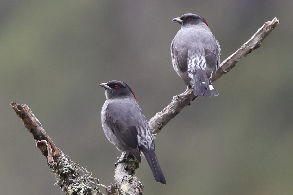 Red-crested Cotinga - ML638194901