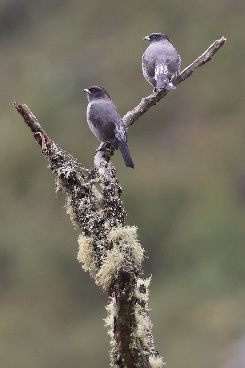Red-crested Cotinga - ML638194902