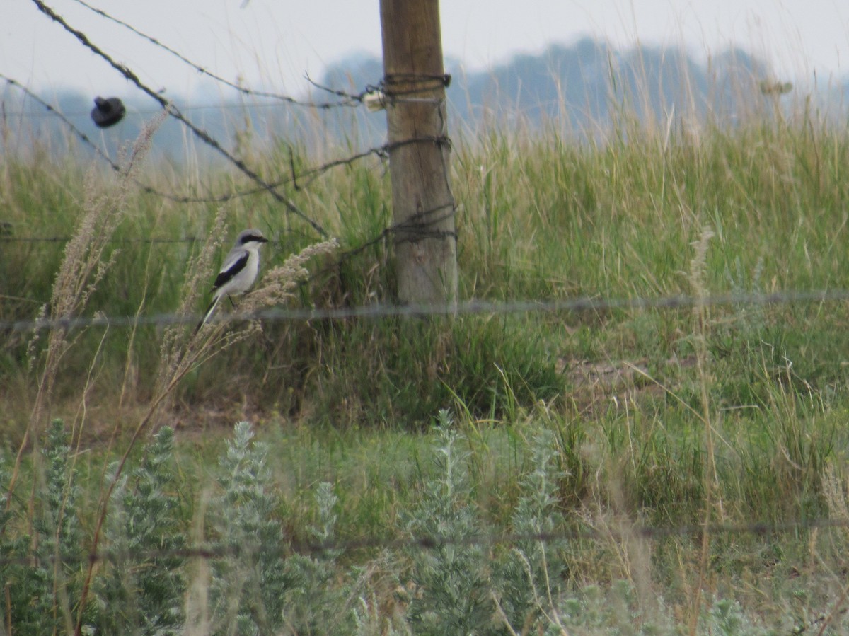 Loggerhead Shrike - ML638194924
