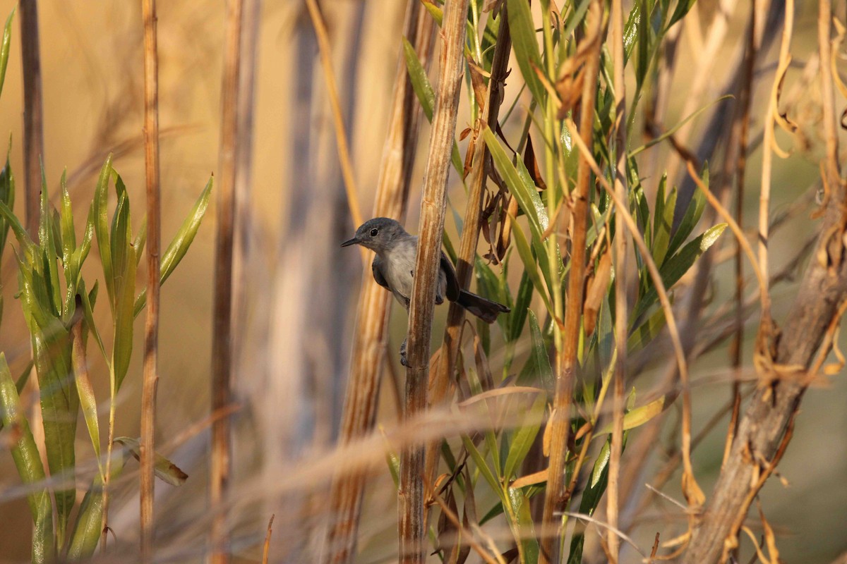 Black-tailed Gnatcatcher - ML638194950