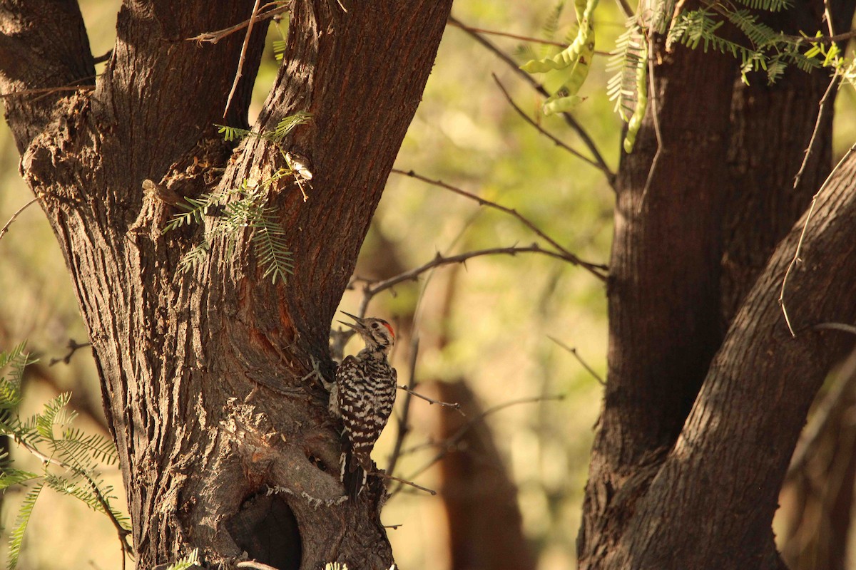 Ladder-backed Woodpecker - ML638194967