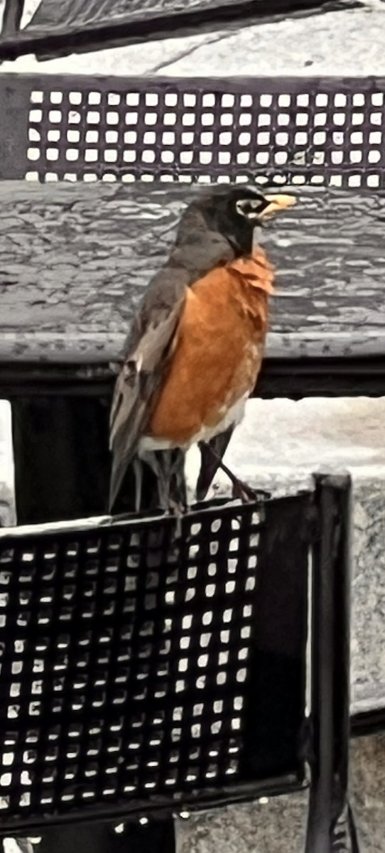 American Robin - ML638194971
