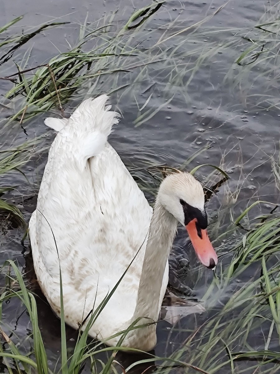 Mute Swan - ML638194974