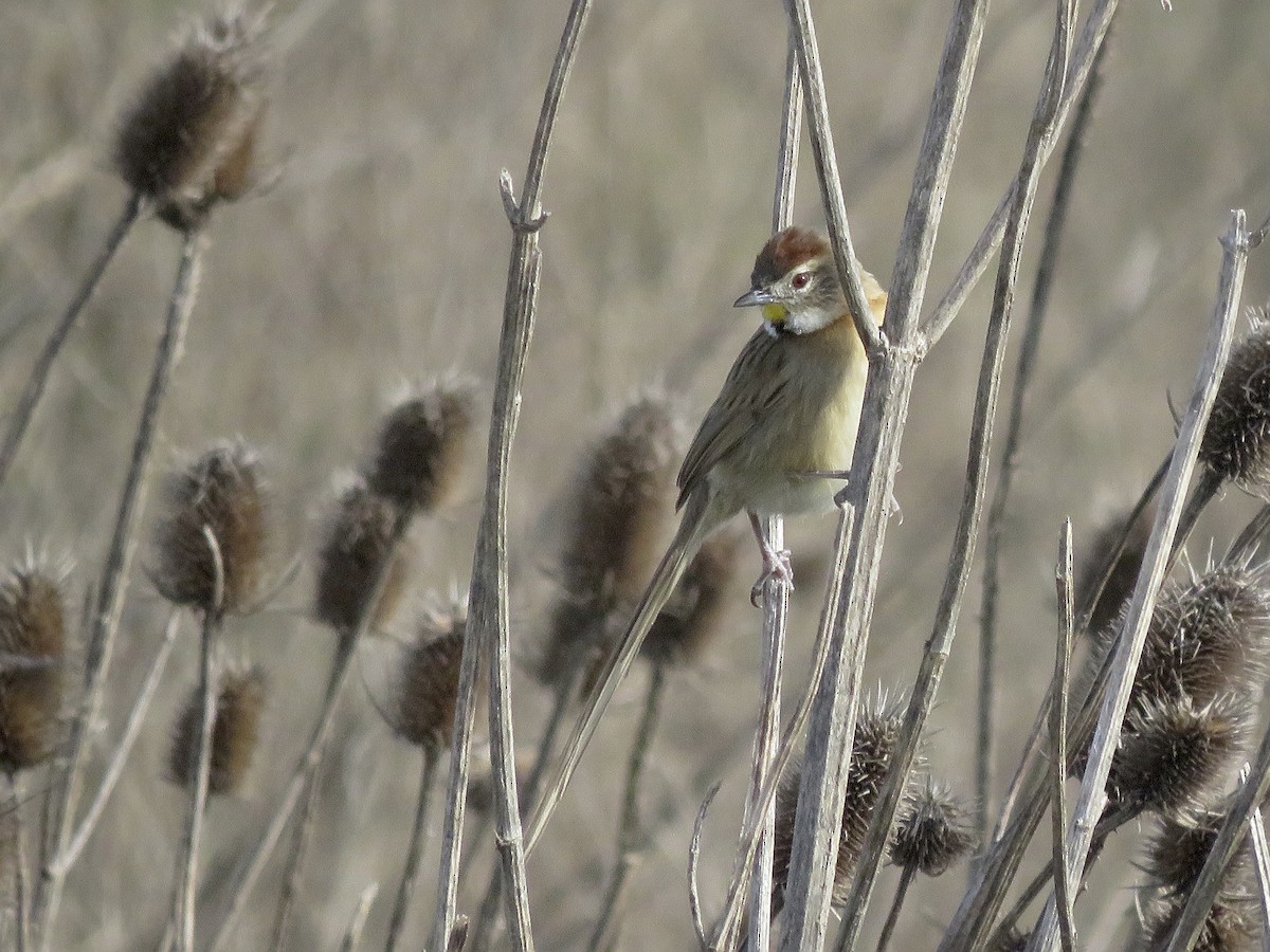Chotoy Spinetail - ML638194990