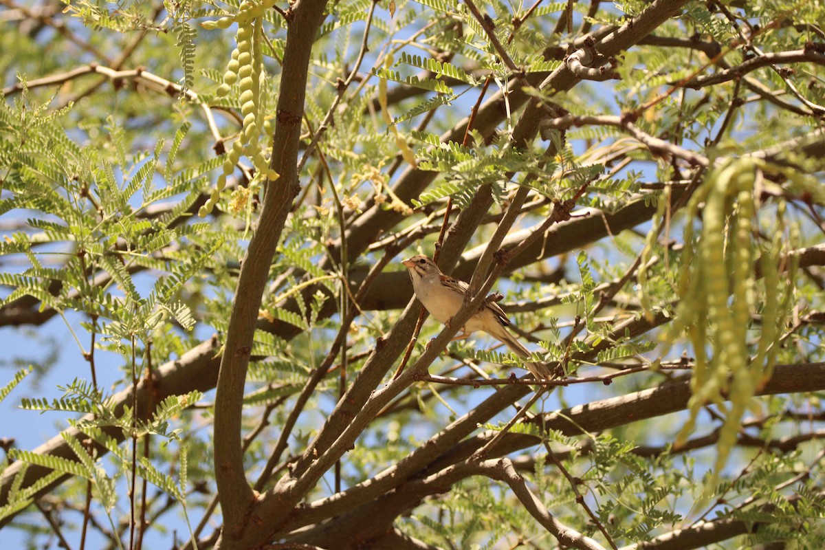Rufous-winged Sparrow - ML638195022