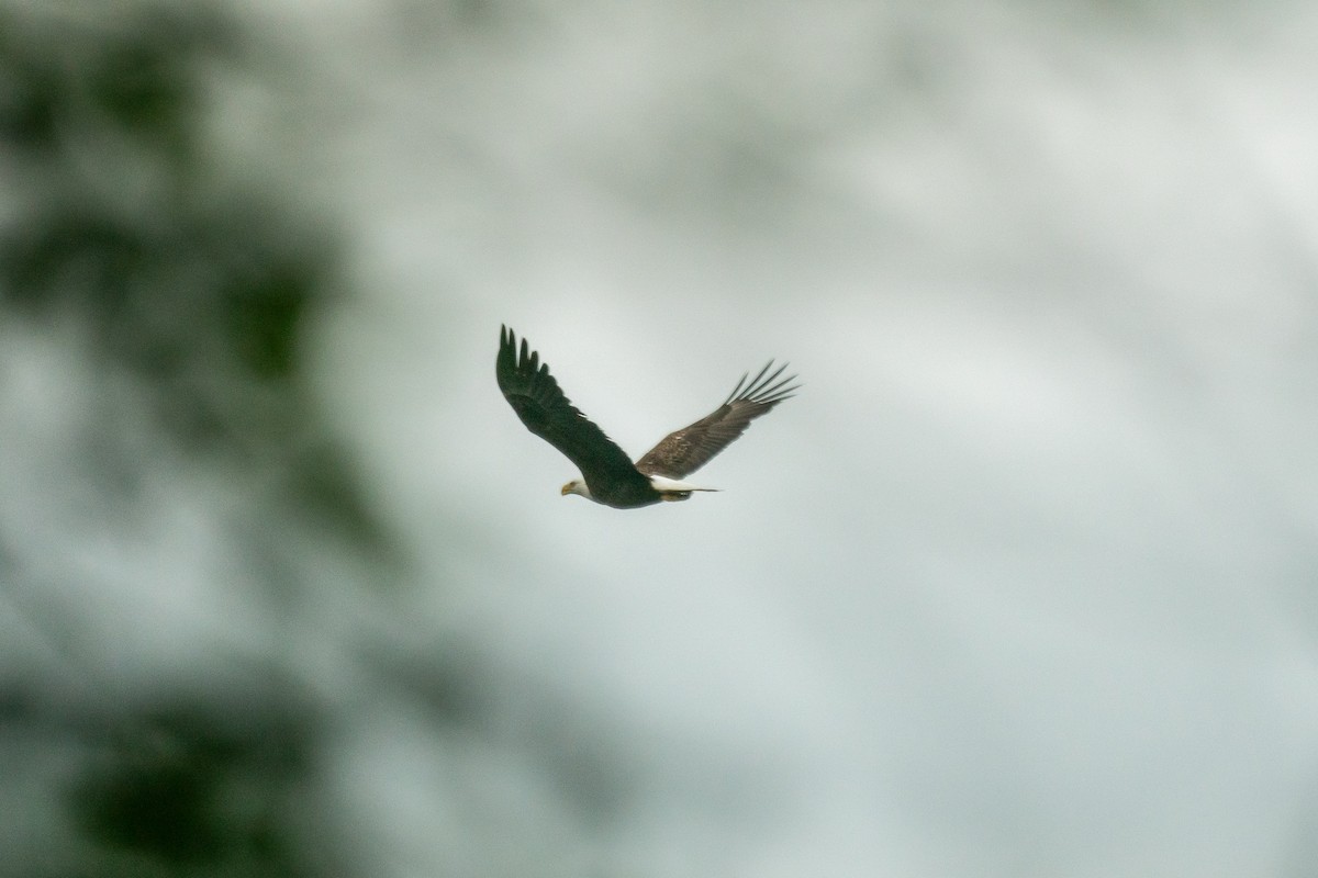 Bald Eagle - ML638195027