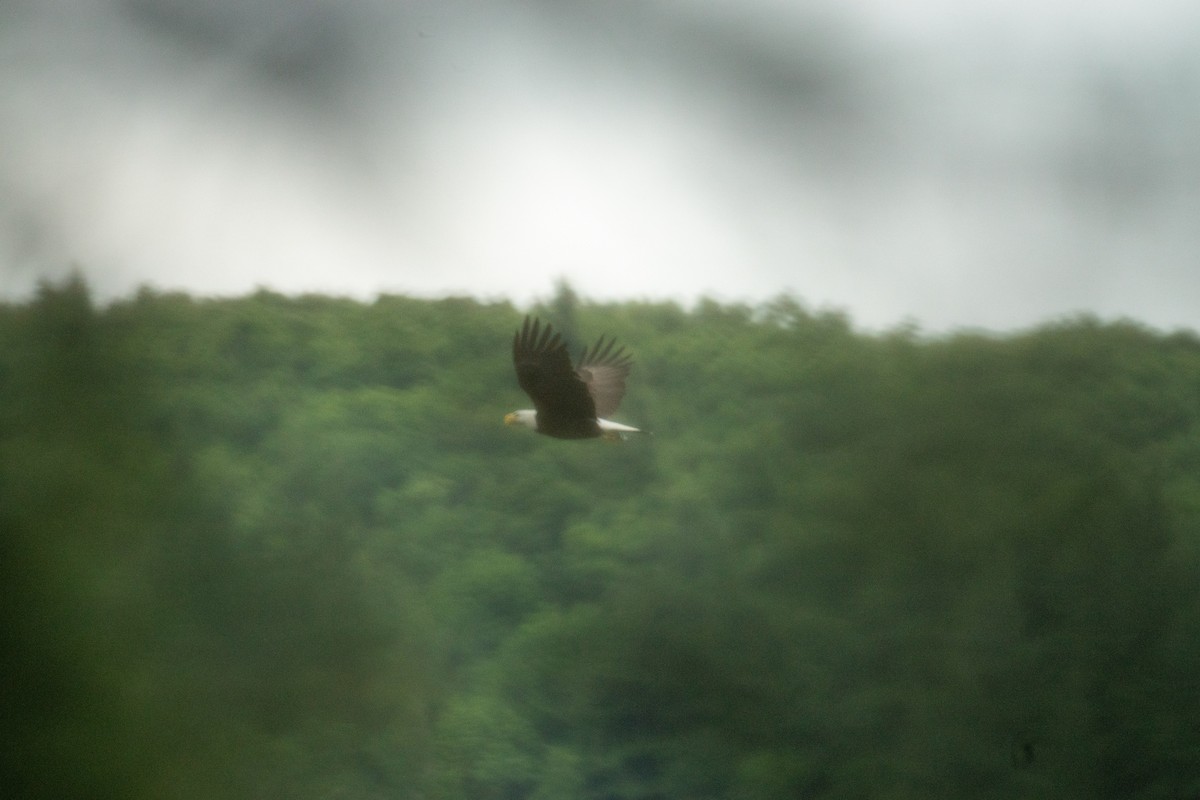 Bald Eagle - ML638195028