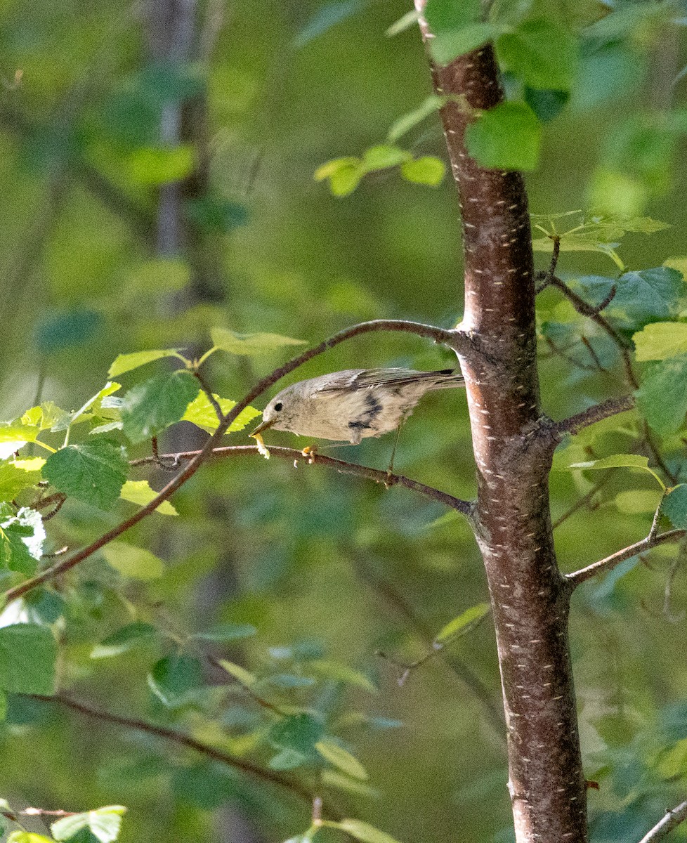 Ruby-crowned Kinglet - ML638195030