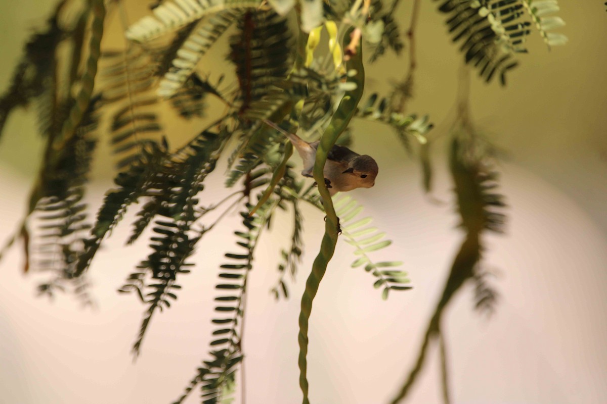 Lucy's Warbler - ML638195051