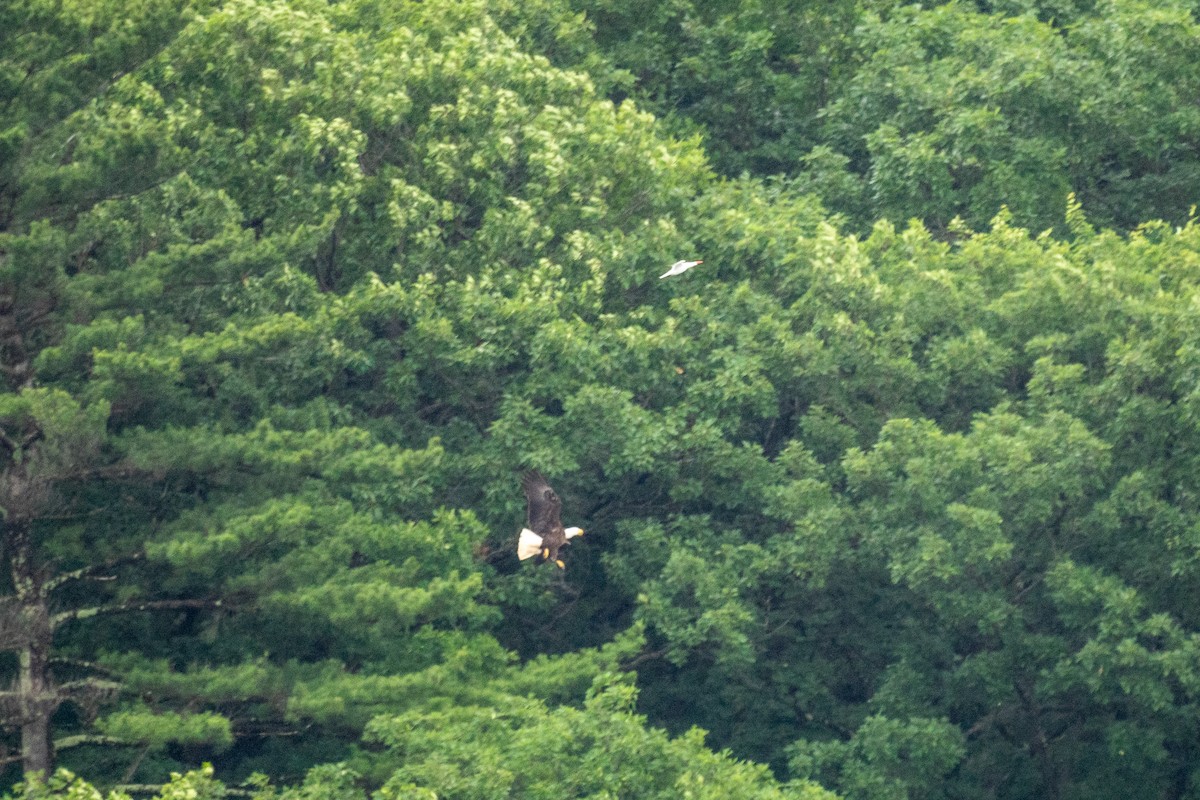 Bald Eagle - ML638195056