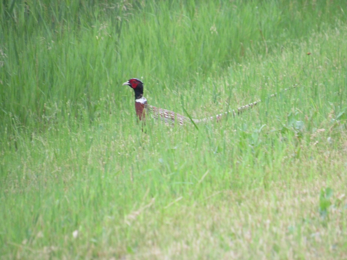 Ring-necked Pheasant - ML638195057
