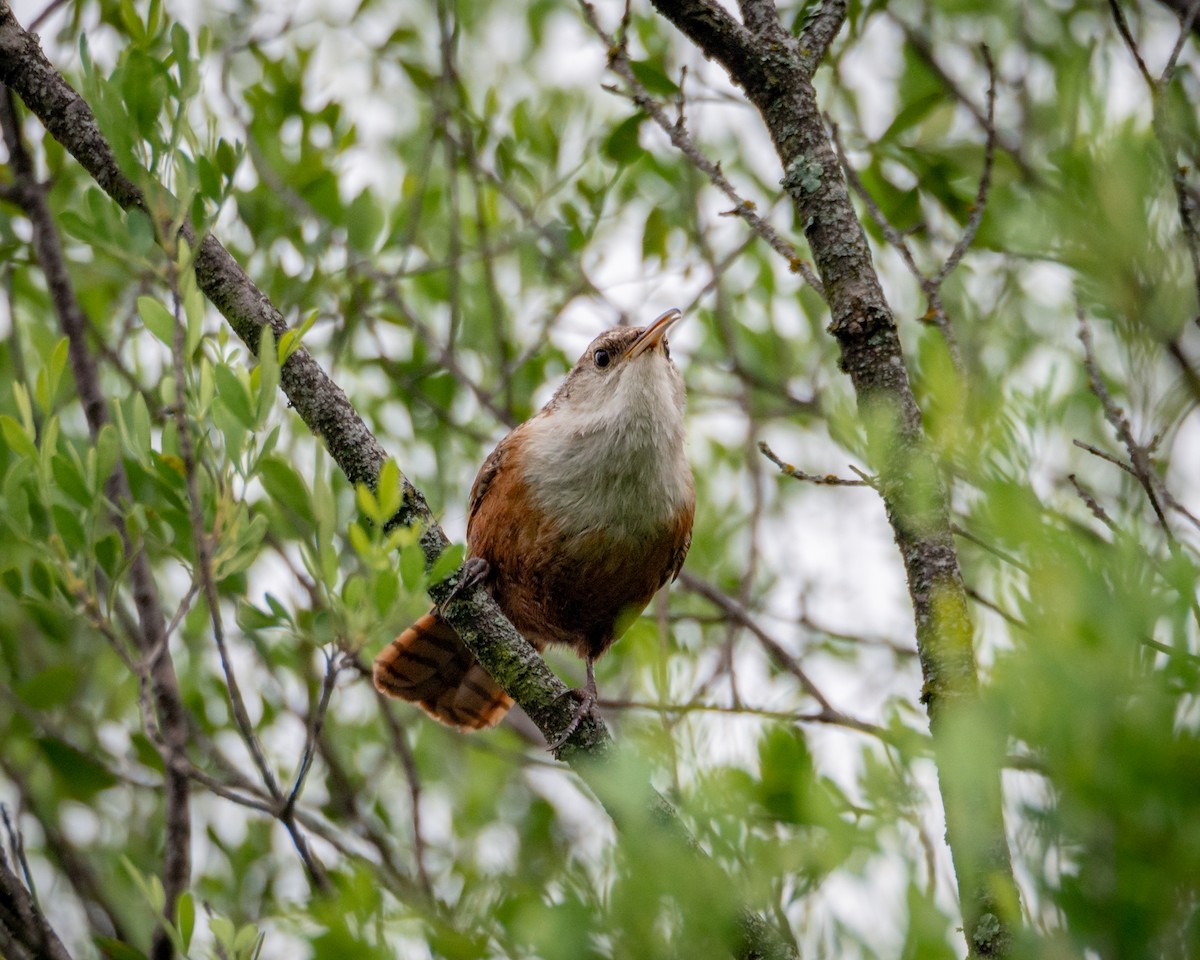 Canyon Wren - ML638195083