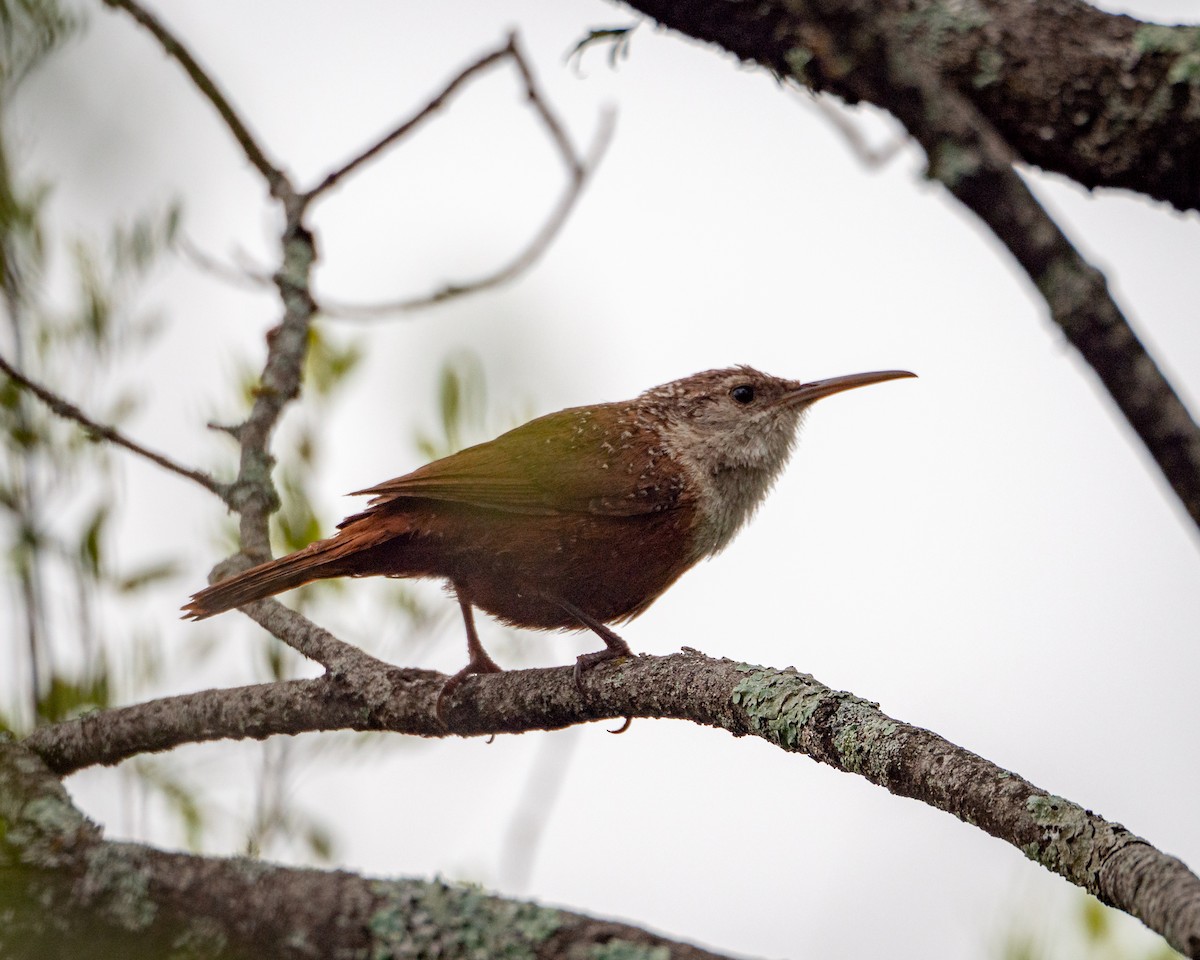 Canyon Wren - ML638195085