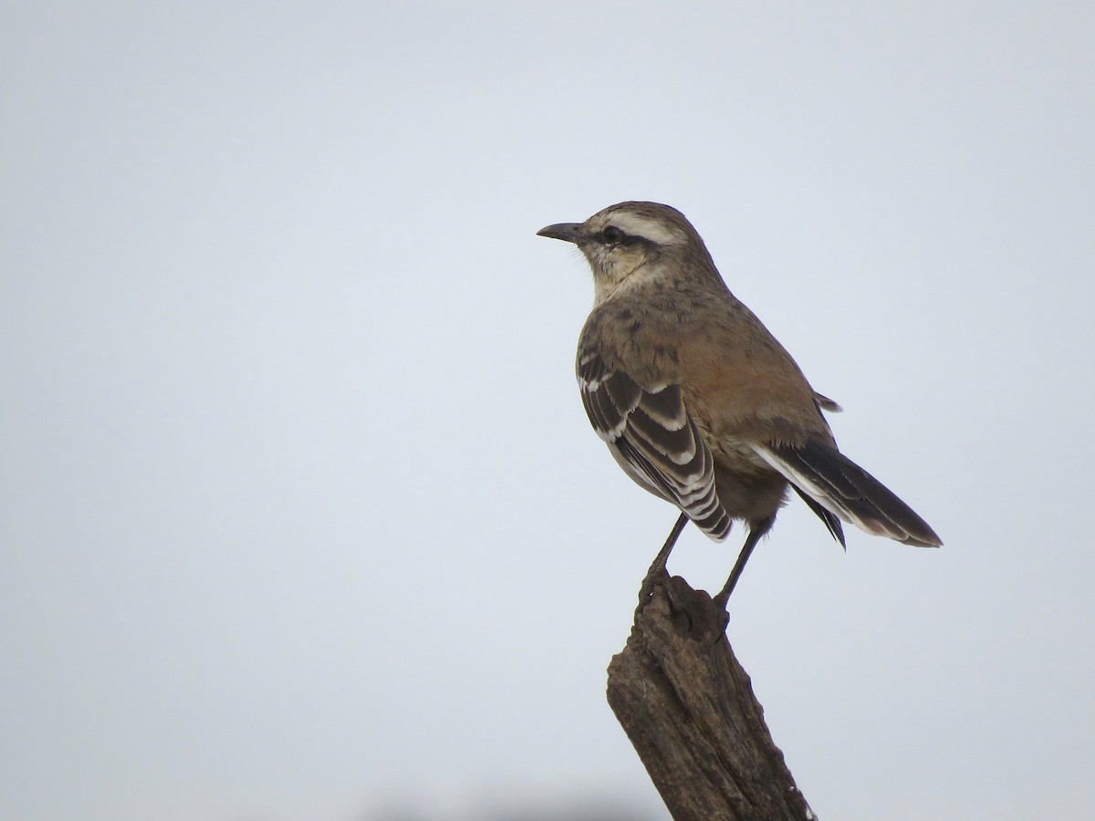 Chalk-browed Mockingbird - ML638195120