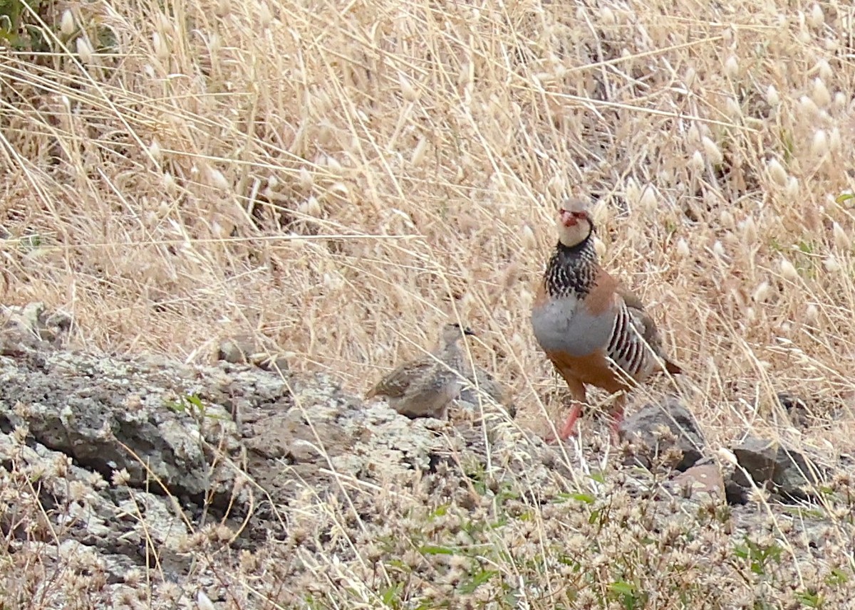 Red-legged Partridge - ML638195140