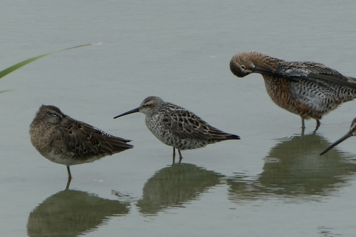 Stilt Sandpiper - ML638195142