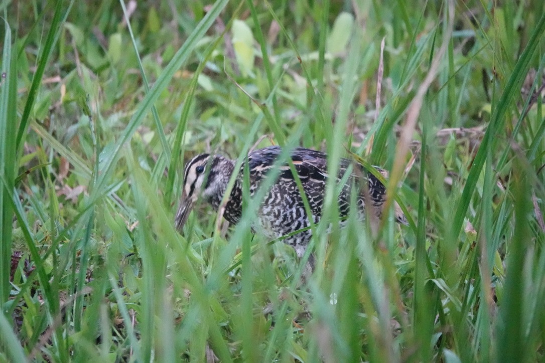 Giant Snipe - ML638195145