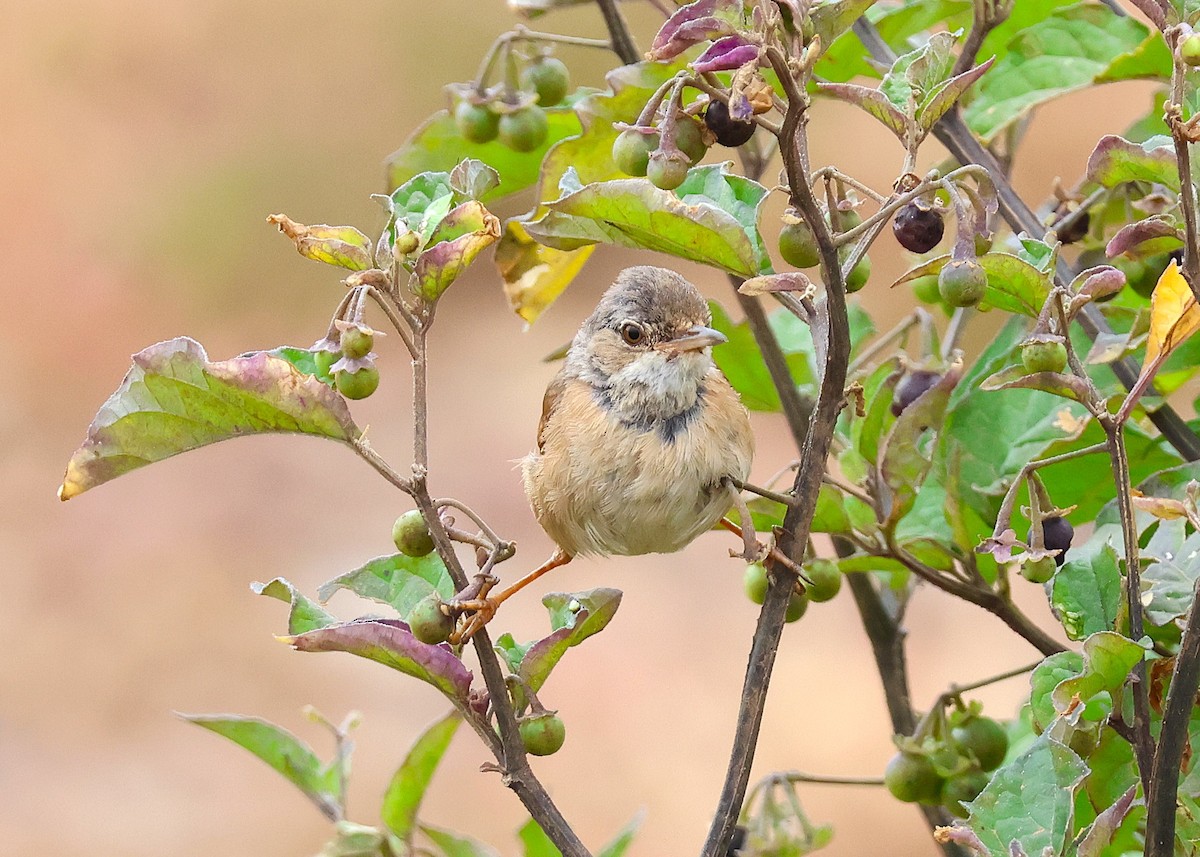 Spectacled Warbler - ML638195167