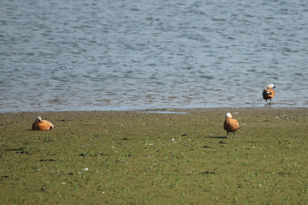 Ruddy Shelduck - ML638195172