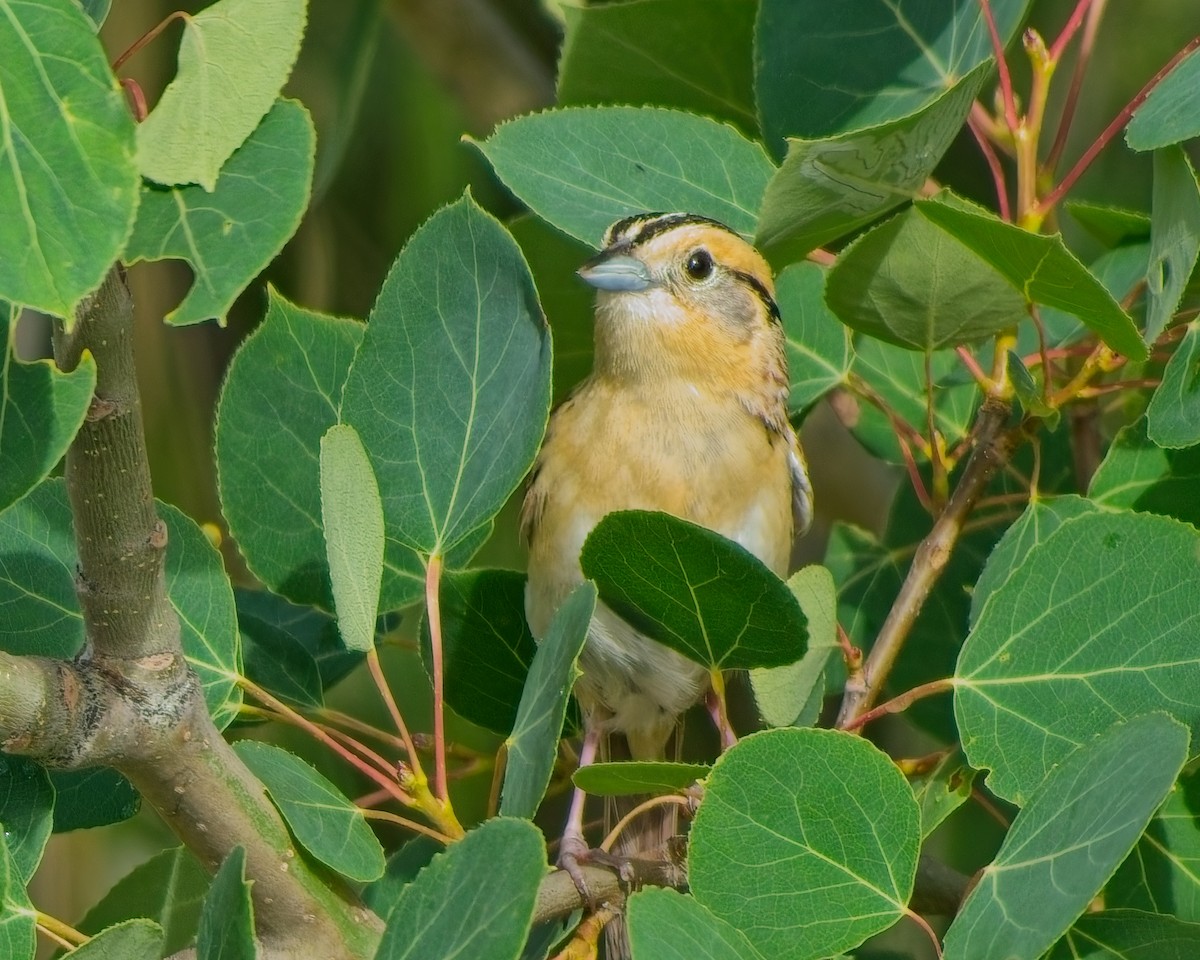 LeConte's Sparrow - ML638195263